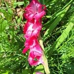 Gladiolus communisFlor