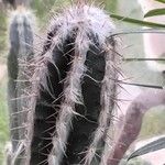 Pilosocereus leucocephalus Ліст