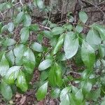 Vaccinium arboreum Leaf