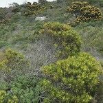 Leucospermum cordifolium Blatt