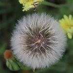 Urospermum dalechampii Fruit