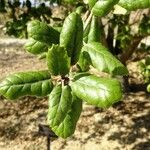 Quercus agrifolia Fulla