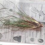 Eragrostis plana Blatt