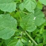 Solanum chenopodioidesFrunză