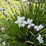 Libertia chilensis Blomst