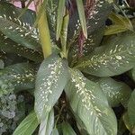 Dieffenbachia seguine Kvet