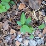 Persicaria pensylvanica Leaf