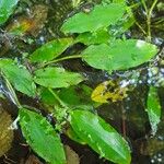 Potamogeton polygonifolius ᱥᱟᱠᱟᱢ