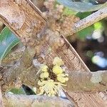 Dovyalis caffra Floare
