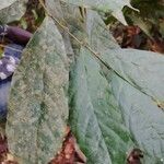 Dorstenia kameruniana Лист