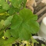 Pelargonium × hybridum Leaf