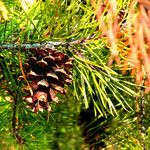 Pinus virginiana Fruit