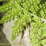 Dryopteris pallida पत्ता