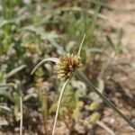 Cyperus capitatus 花