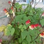 Ipomoea lobata Flower