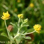 Trifolium patens Anders