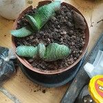 Gasteria pillansii Yaprak