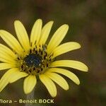 Arctotheca calendula Cvijet