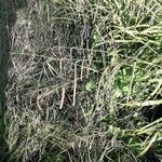 Carex pendula Кветка