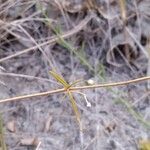 Oldenlandia lancifolia Листок