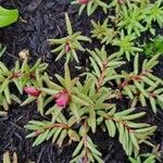 Portulaca pilosa List