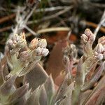 Dudleya abramsii Характер