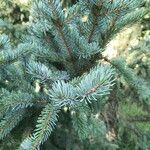 Picea alcoquiana Liść