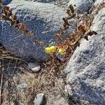 Solanum viarumFruit