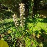 Acanthus mollisCvet