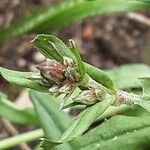 Silene flos-cuculi Flower