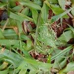 Eragrostis minor Maua