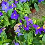 Exacum trinervium Blüte
