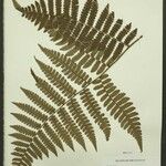 Cyathea surinamensis Лист