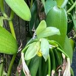 Vanilla planifolia Flower