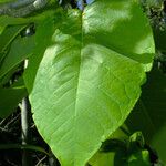 Magnolia tripetala Hostoa