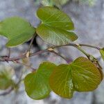 Cercis occidentalis Hostoa