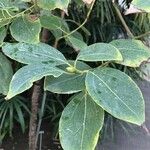 Cinnamomum camphora List