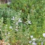 Salvia somalensis Flor
