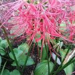 Lycoris radiata फूल