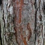 Pinus nigra Bark