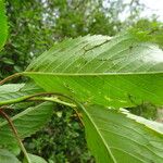 Prunus avium Blad