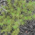 Cyperus haspan Blad