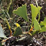 Hakea flabellifolia Hoja