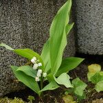 Convallaria majalis Hábitos