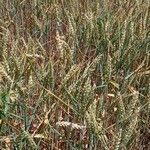 Triticum aestivum 整株植物