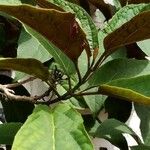 Clerodendrum quadriloculare Leaf