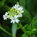 Berteroa incana Flor