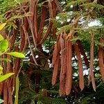 Delonix regia Fruit