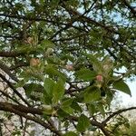 Malus pumila Leaf