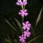 Silene scabriflora Flower